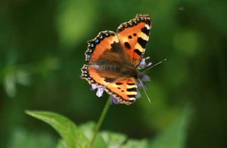 Kleiner Fuchs (Aglais urticae) - © Emanuel Trummer